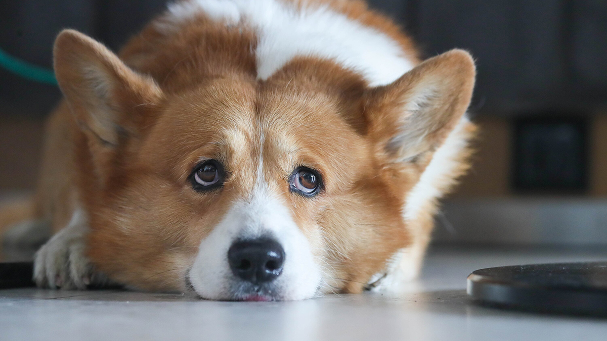 Мужчина избил собаку-инвалида во дворе жилого дома в Московской области