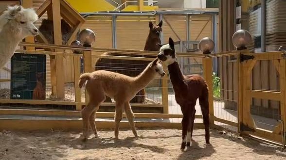 Два детеныша альпака родились в Московском зоопарке