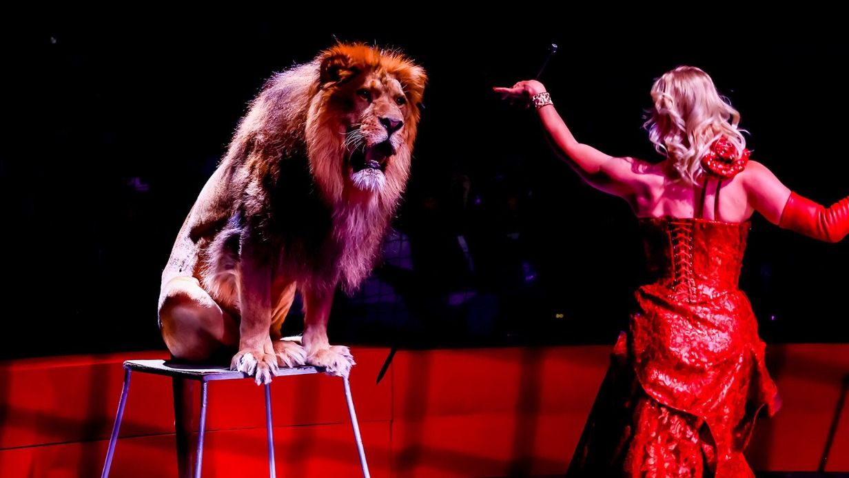 Цирк шапито ждет москвичей и туристов в кинопарке «Москино» и Измайловском парке