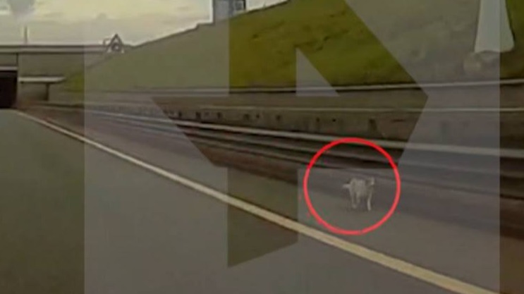 Сбежавшего из Пулкова джек-рассела сбила машина в Петербурге