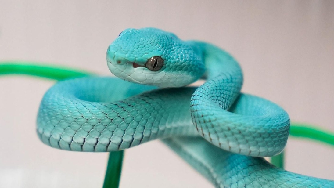 Детеныш островной куфии родился в Московском зоопарке