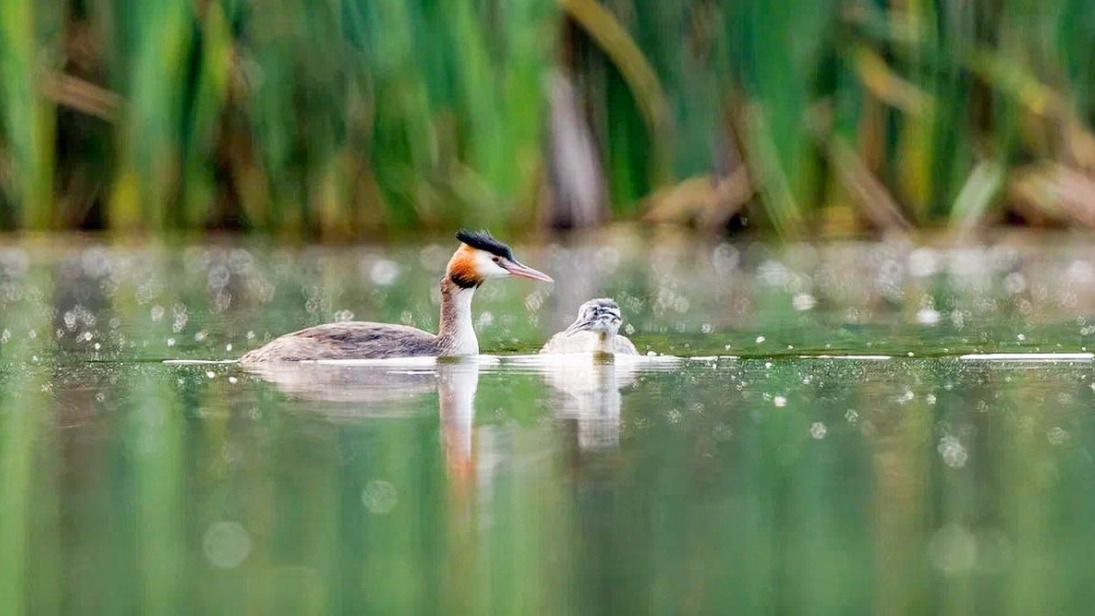 Кряквы, огари и лысухи: у каких водоплавающих птиц появилось потомство в столице