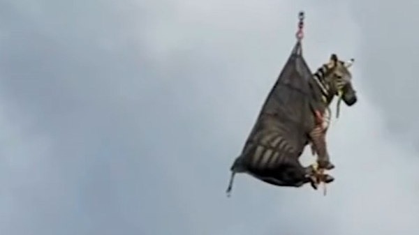 В США зебру вернули ее хозяевам с помощью вертолета