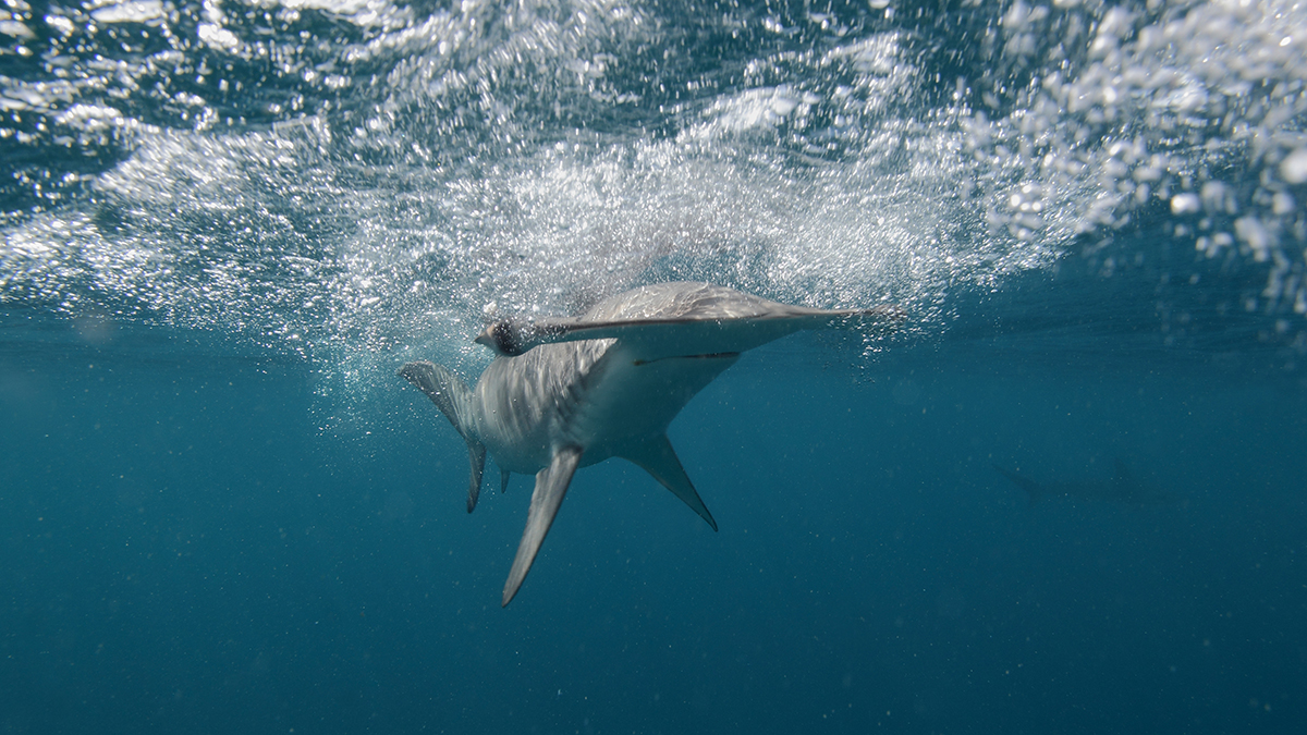 Акула-молот упала с неба рядом с игравшим в гольф мужчиной в США