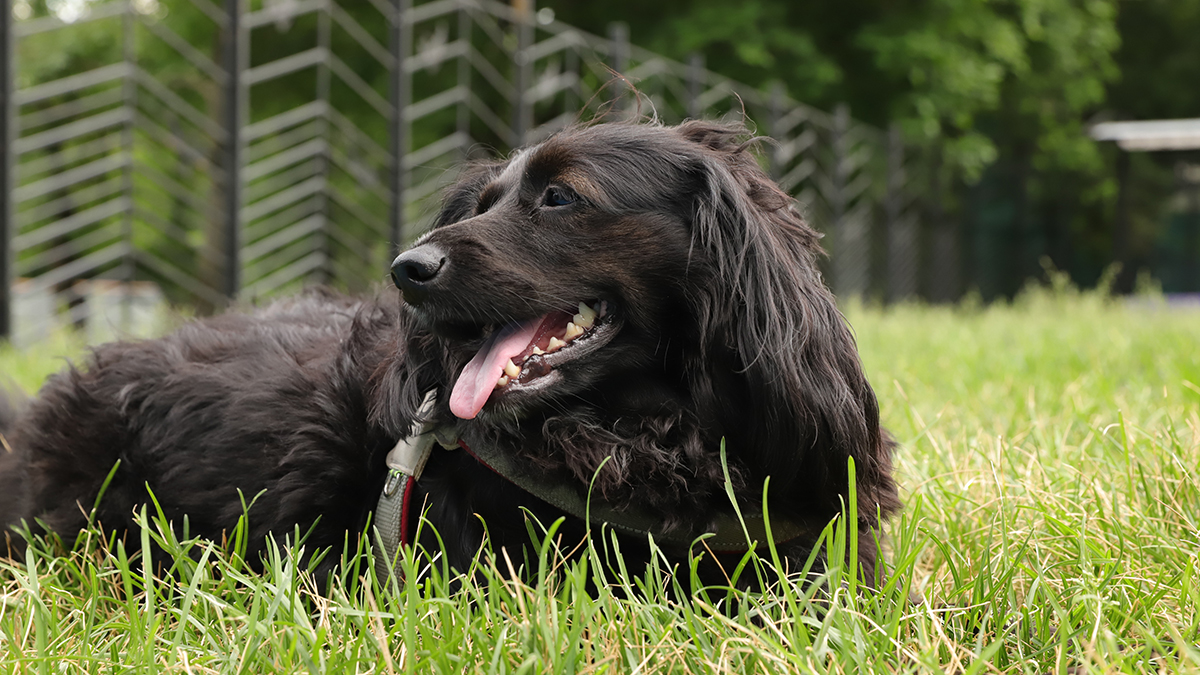 Китайские блогеры в прямом эфире мучили собак, чтобы отгонять злых духов