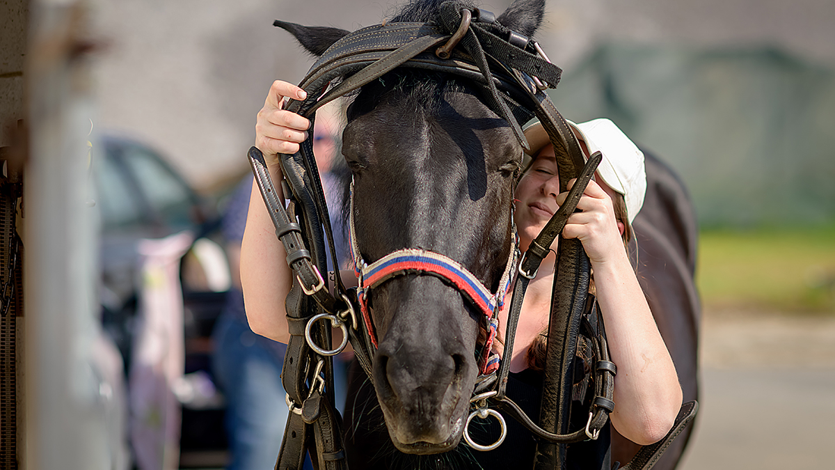 Тренера в Тольятти обвинили в краже лошадей и издевательствах
