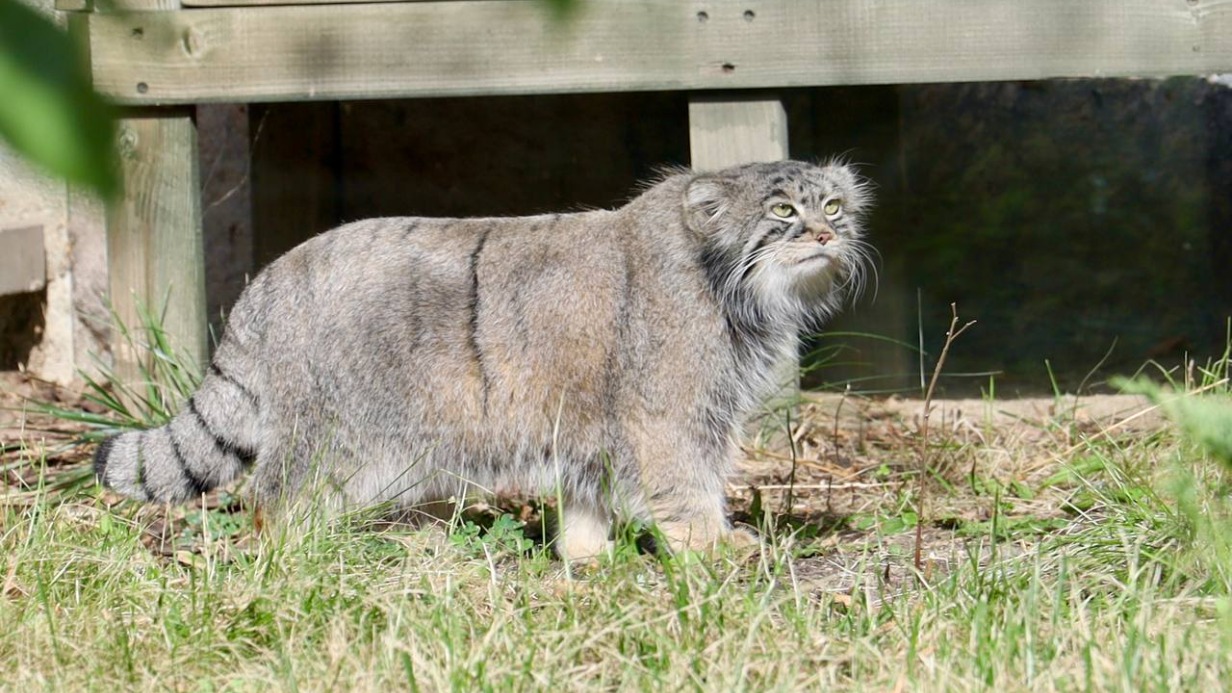 Манул Тимофей из Московского зоопарка завершил разжировку к лету