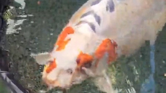 Британскому карпу Бобу с человеческим лицом на голове понадобилась охрана