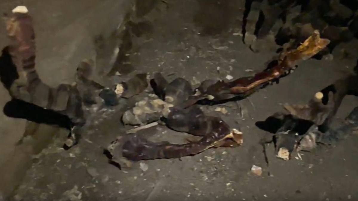 «Кровь застыла в жилах»: пугающий гриб нашли в подвале дома под Петербургом