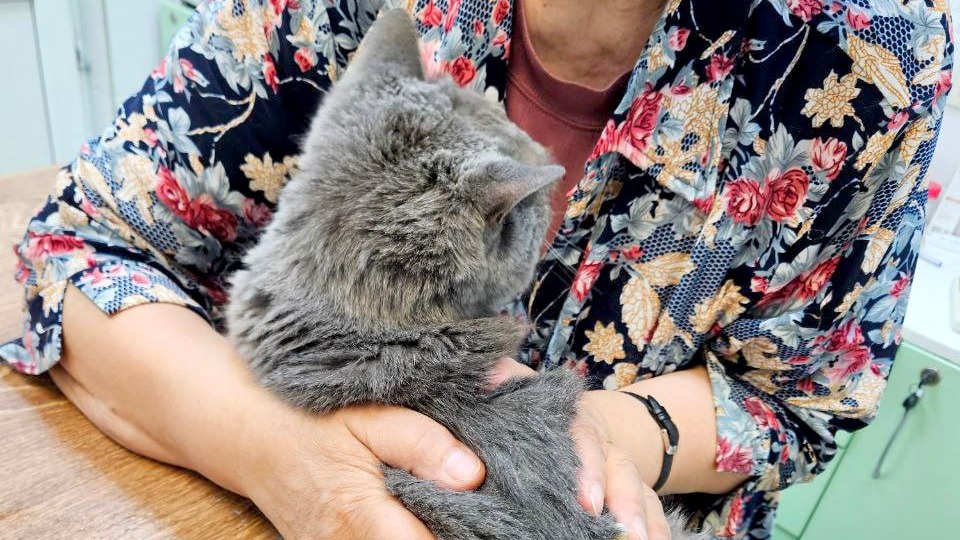 Московские ветеринары спасли кошку с абсцессом в голове