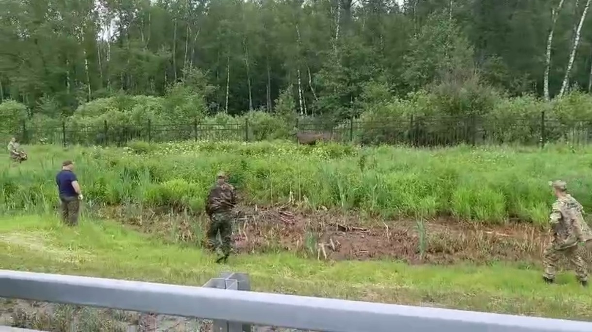 Специалисты «Лосиного острова» спасли лосенка на МКАД