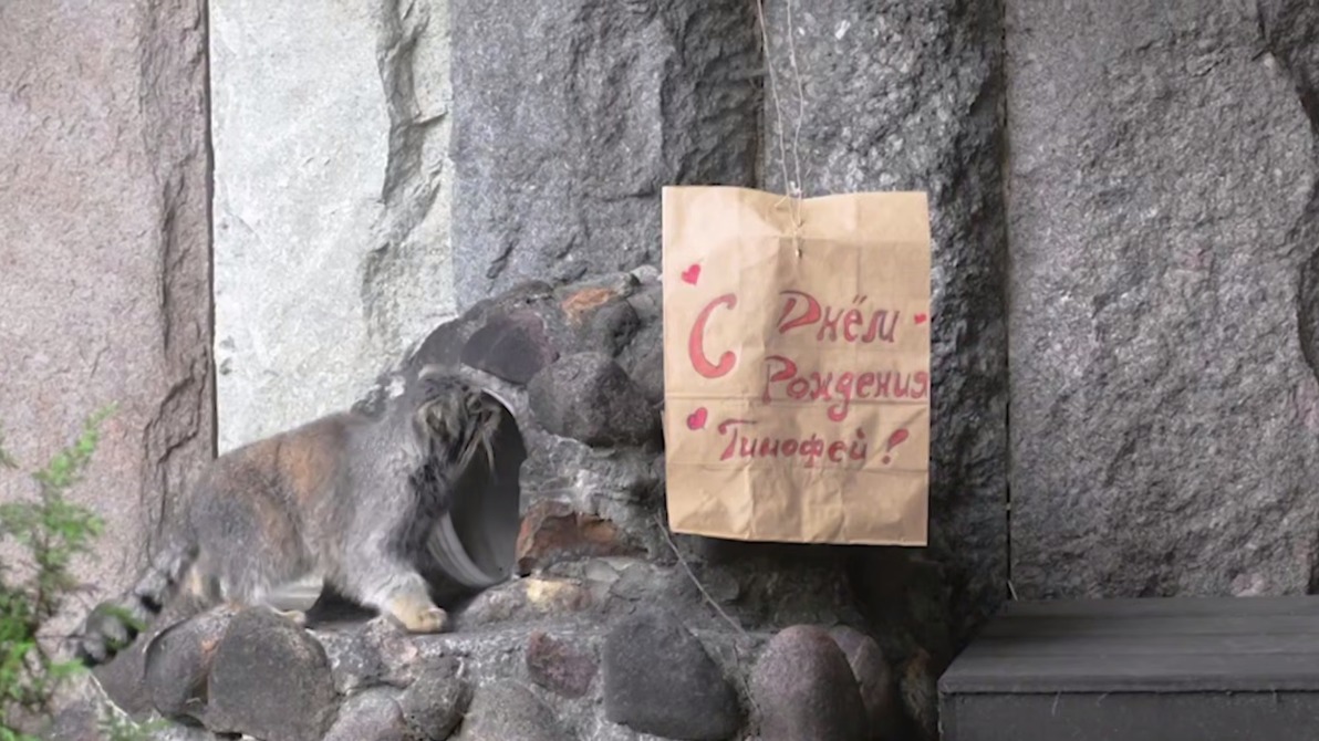 Манулу Тимофею исполнилось пять лет