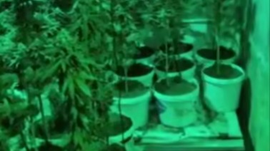 Более 350 кустов конопли изъяли у закладчика из подмосковной Балашихи