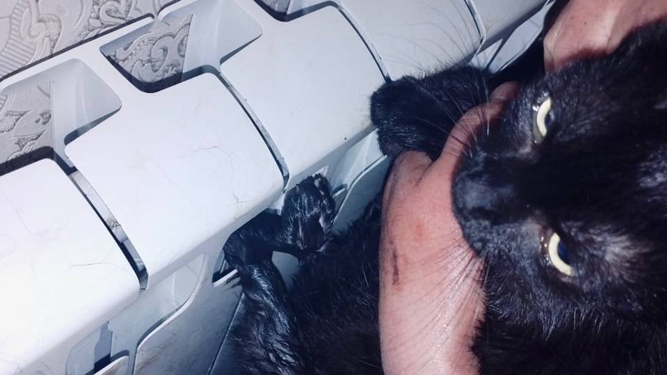 Застрявшую в радиаторе кошку спасли в Подмосковье