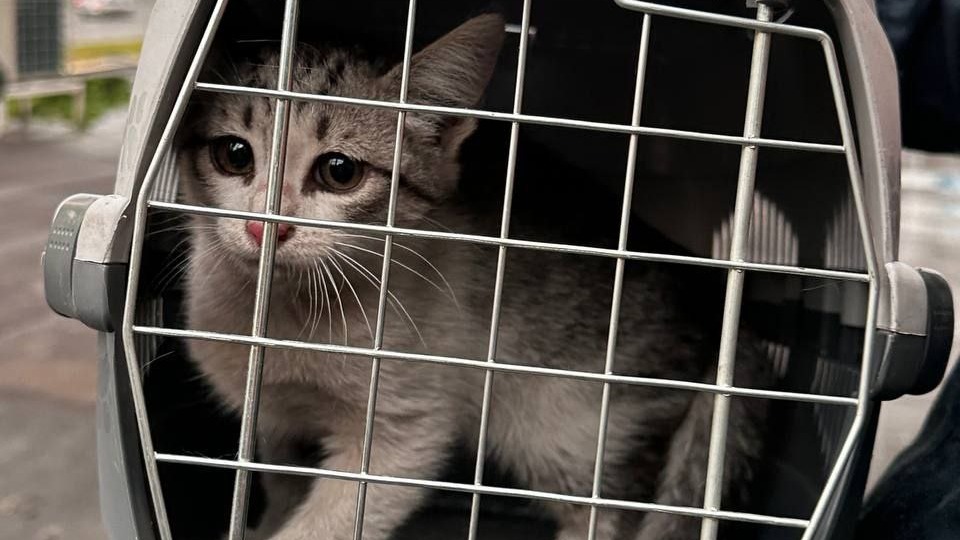 Котенок провалился в вентиляцию и рухнул на потолок салона красоты в Москве