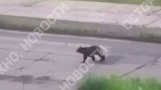 Бегающего по дворам медведя заметили в Усть-Илимске