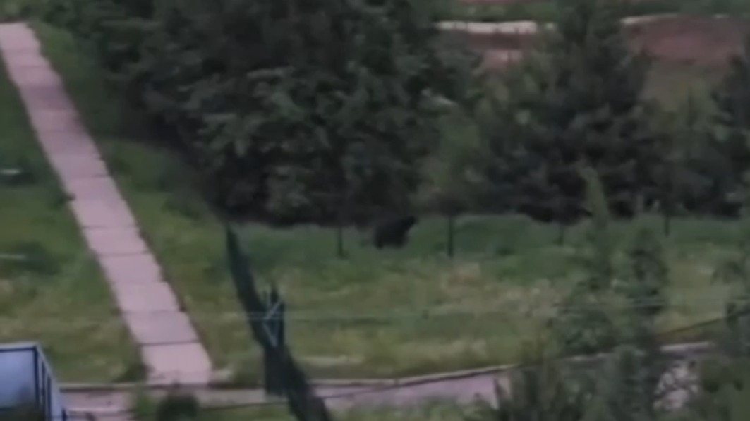 Жители Иркутской области заметили на улице бурого медведя