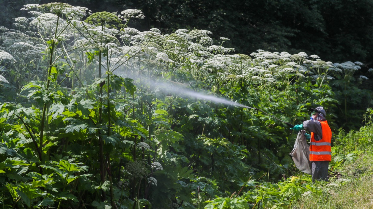 Рабочий уничтожает борщевик в Пушкинском районе