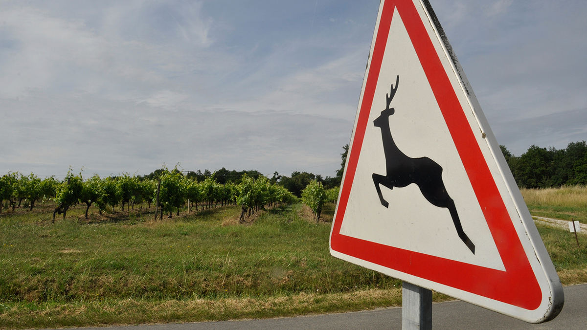В РФ предложили устанавливать спецограждения от диких животных вдоль трасс