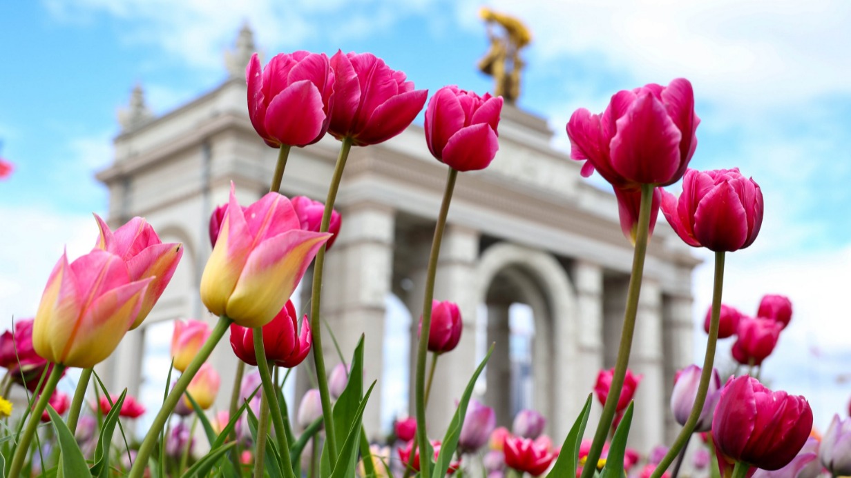 Тюльпаны украшают ВДНХ и другие знаковые места столицы