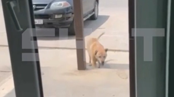 Бездомная собака в Нальчике самостоятельно пришла к ветеринарам за помощью