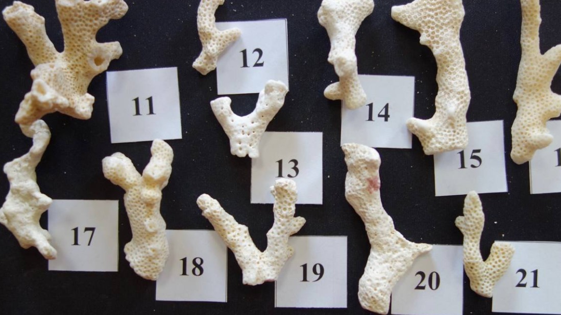 Таможенники задержали россиянку, которая пыталась привезти кораллы из Египта