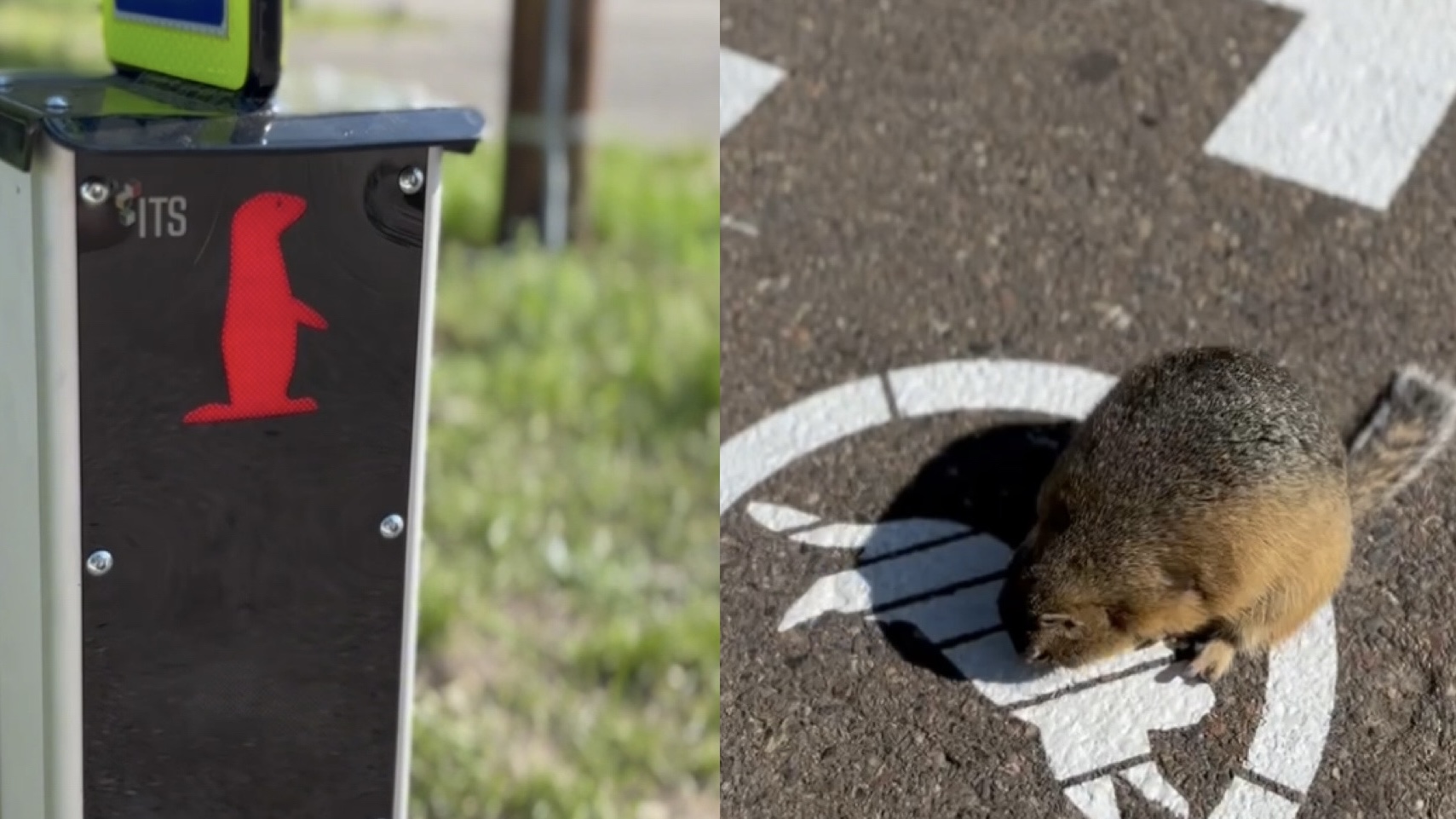 В России появился специальный светофор для сусликов 