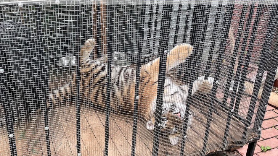 Тигренка и леопарда нашли на даче в СНТ «Мираж» в Подмосковье: как они там оказались и кому их отдали