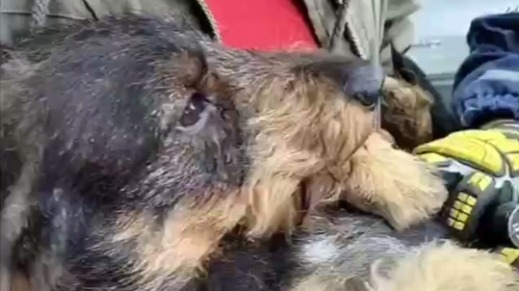 Пес застрял под двигателем автомобиля в Москве, гоняясь за кошкой