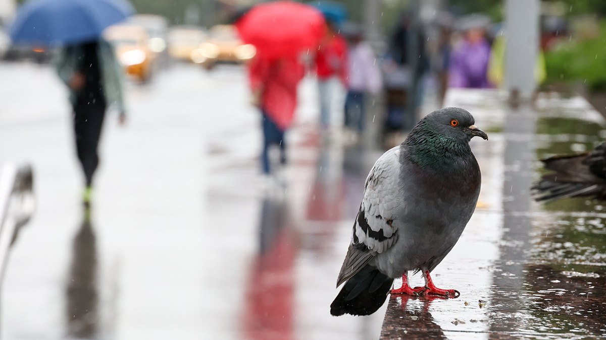 Погода в Центральной России в июле