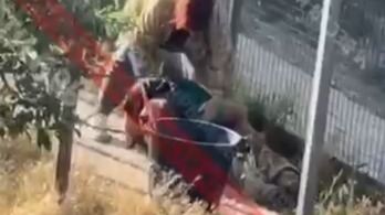 В Сети появились кадры нападения льва на директора «Тайгана» Зубкова