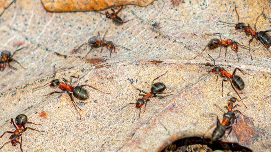 Множество видов муравьев обитают на зеленых территориях столицы