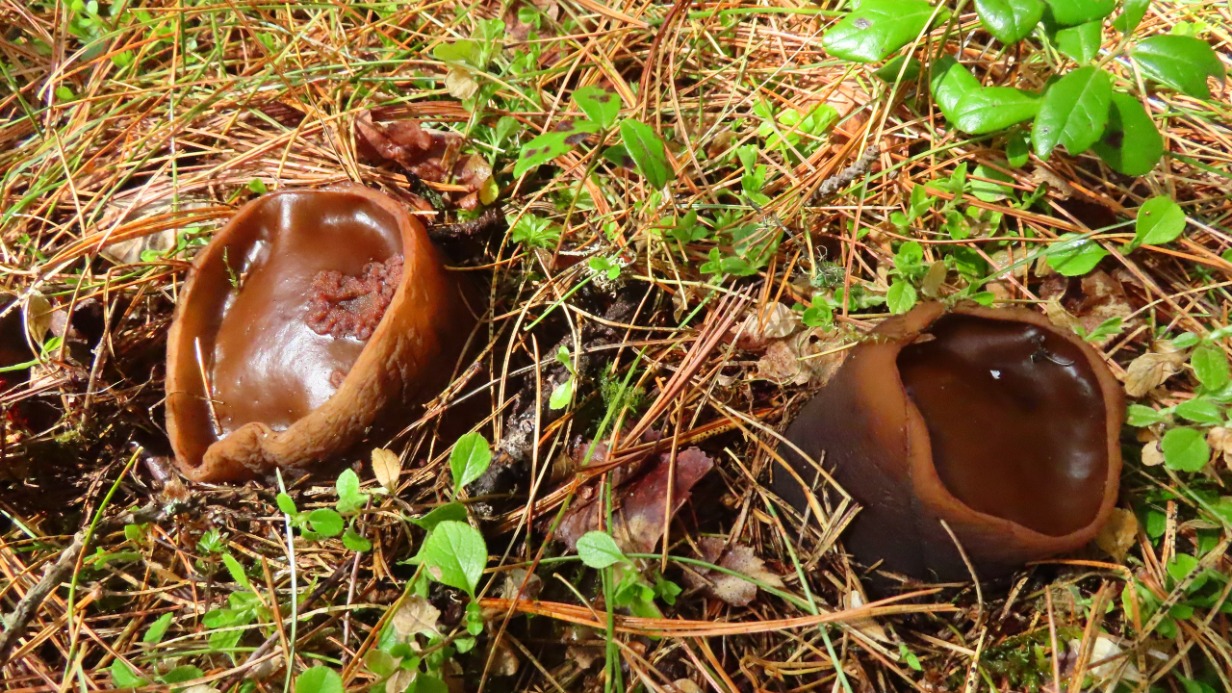 Редкий гриб «ведьмин котел» нашли в Хакасии 