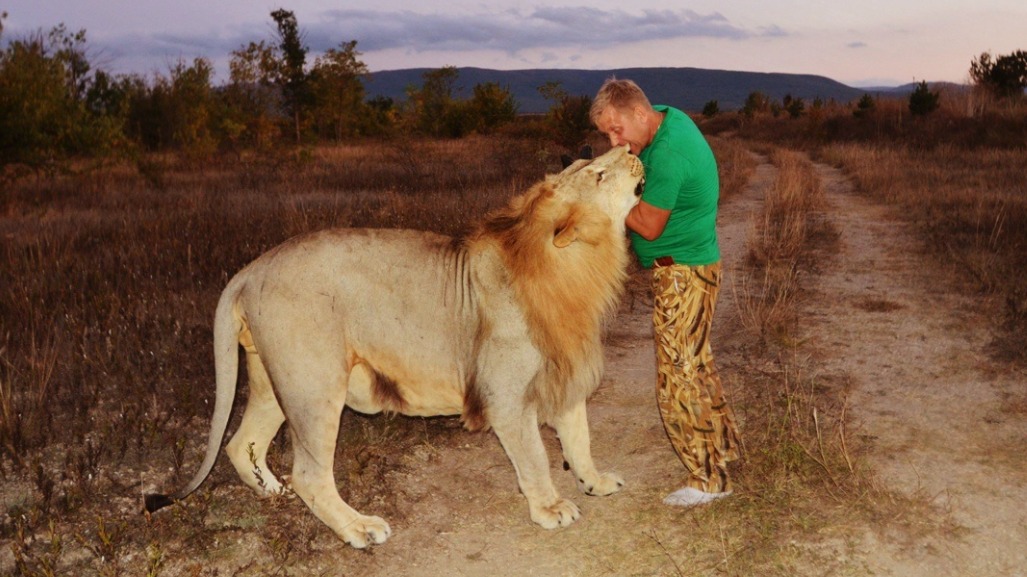 Лев напал на директора парка «Тайган» Зубкова: в каком он состоянии, что известно о нападение, скандалы со львами