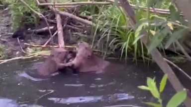 Драку бобров на Яузе сняли на видео