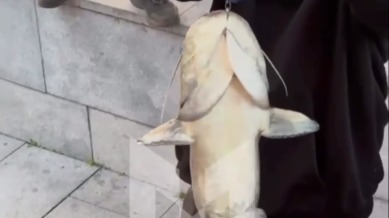 Сома-гиганта весом 8,6 килограмма поймали у Северного речного вокзала Москвы