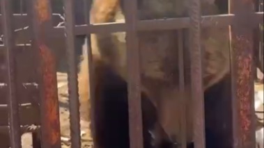 Истощенную медведицу Машу нашли брошенной без еды и воды в закрытом зоопарке