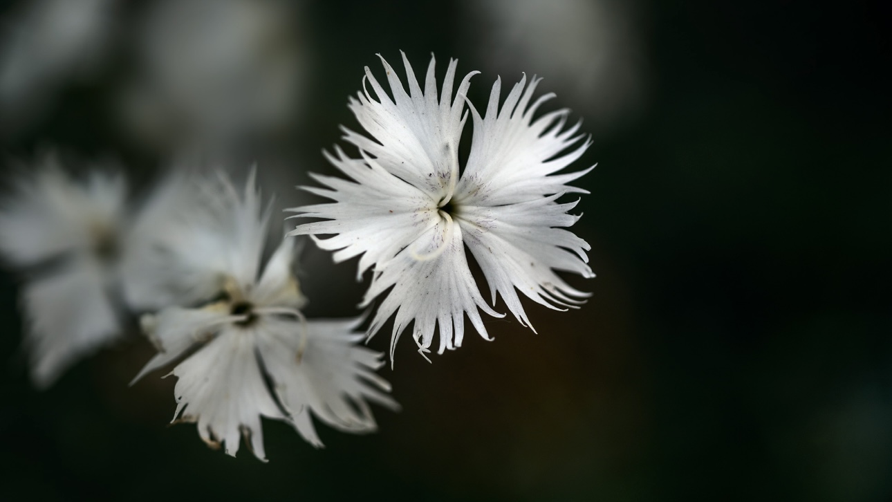 Грибник в луховицком лесу нашел редкое для региона растение
