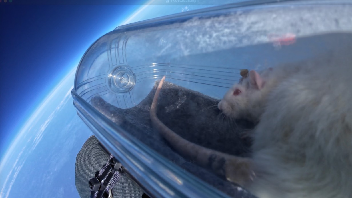 Российские ученые отправили в стратосферу крыс с вживленными нейроимплантами