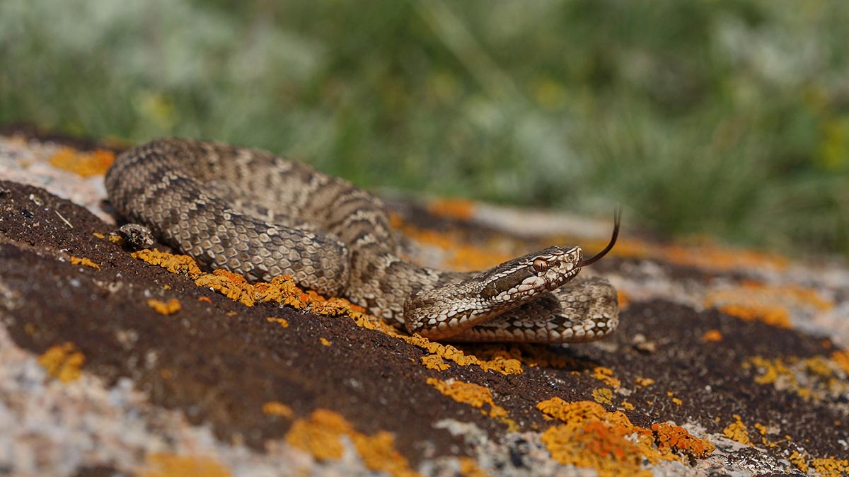 Москвичи заметили ядовитую змею возле детской площадки у Битцевского парка