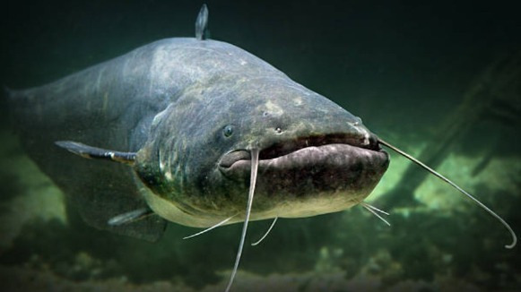 Рыбаки поймали в Муроме сома весом 90 килограммов