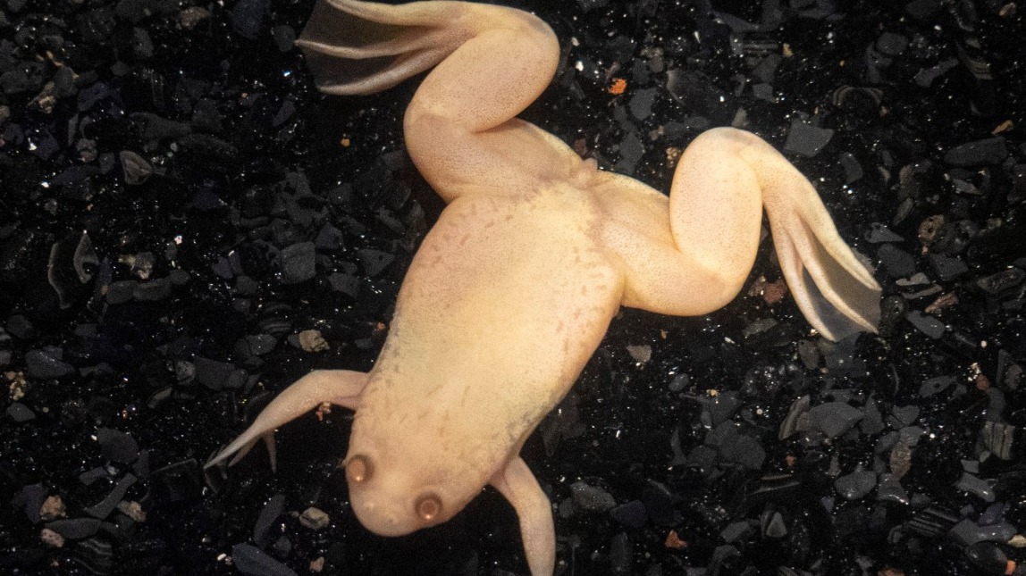 Российской ученой грозит срок до 20 лет за нелегальный ввоз лягушек в США