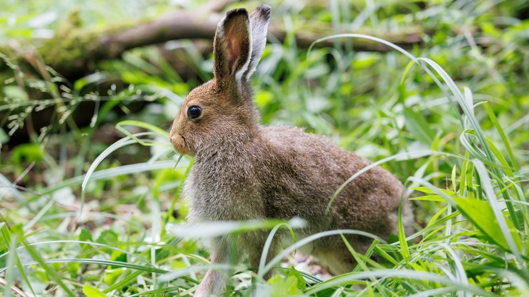 Шесть зайцев-беляков отправились жить в «Лосиный Остров»