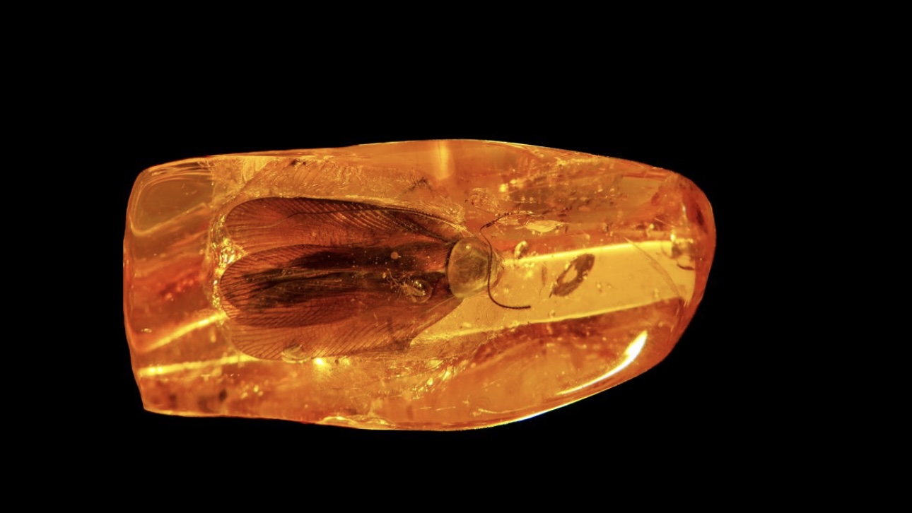 Таракана возрастом 35 миллионов лет обнаружили в янтаре под Калининградом
