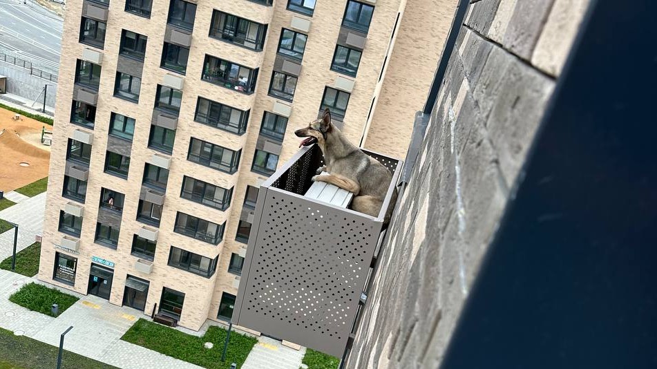 Собака на Сахалине застряла в коробе для кондиционера на уровне 10-го этажа