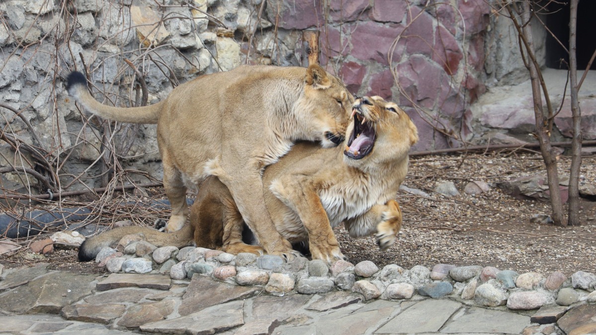 Поддержать животных Московского зоопарка теперь можно во время онлайн-эфиров
