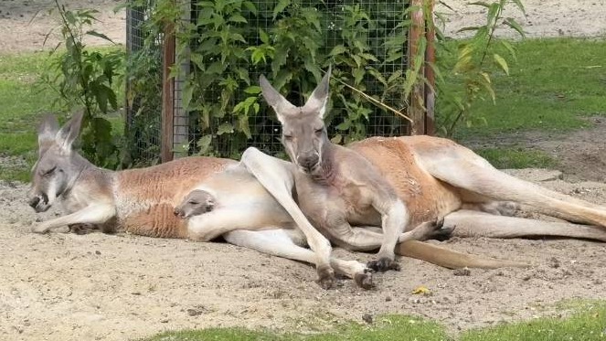 Новорожденного кенгуренка показали в зоопарке Челябинска
