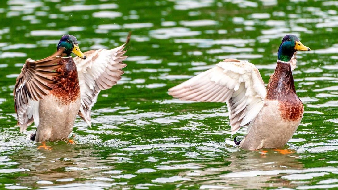 На водоемах столичных парков создают специальные условия для птиц 