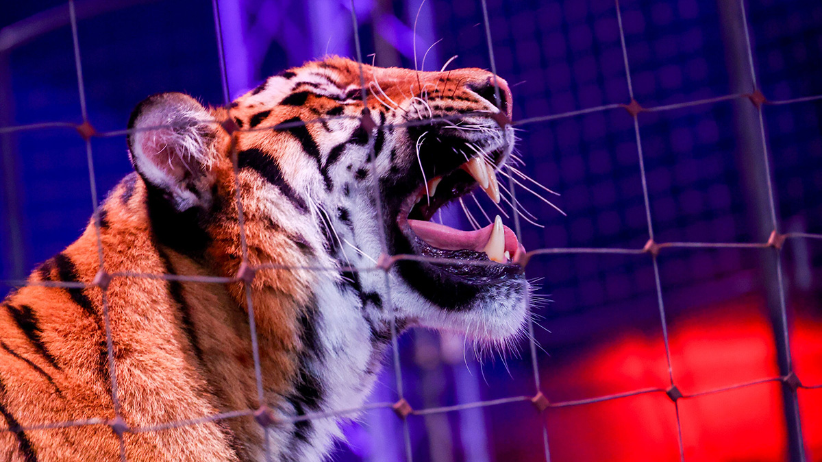 В ГД предложили ужесточить наказание за жестокое обращение с животными в цирках