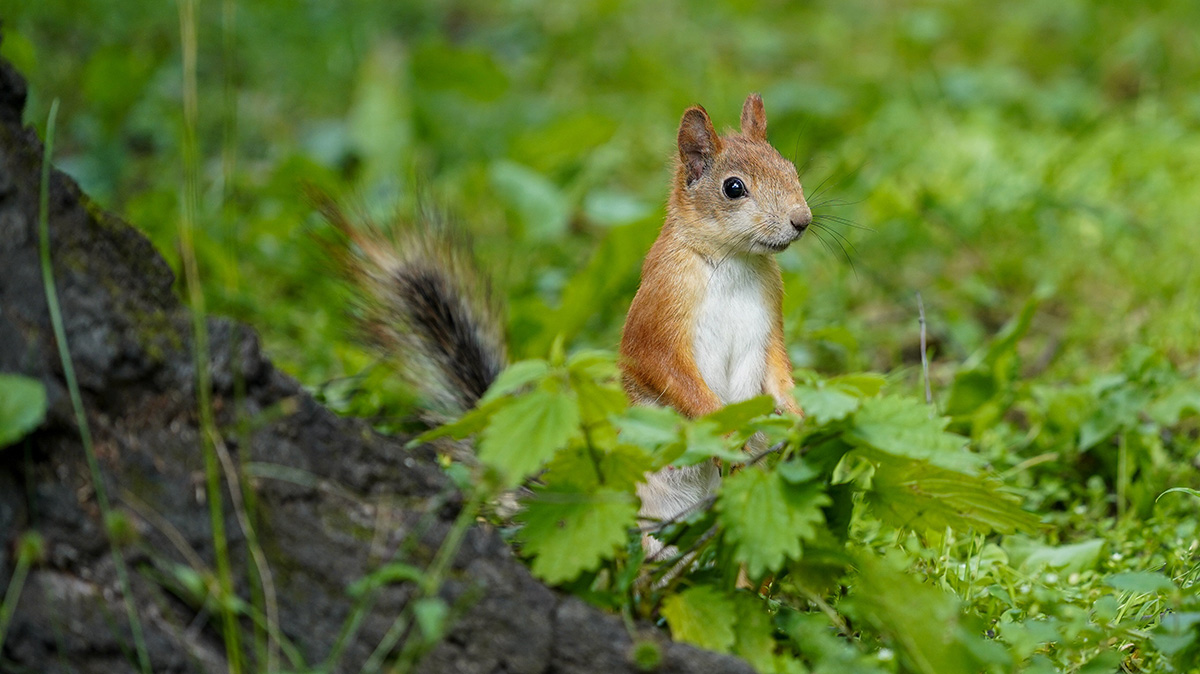 Похититель белок появился в подмосковном лесопарке «Елочки»